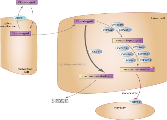 氯吡格雷抗血小板聚集机理_P2Y12受体拮抗剂的选择困惑——氯吡格雷还是替格瑞洛？_ ■澳门十大棋牌排行榜最新■澳门十大棋牌排行榜推荐 